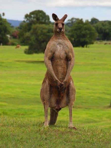 Oct 17, 2023 · Australian man sparred with ‘jacked’ kangaroo to save his drowning dog. An Australian man got more than he bargained for when he confronted a kangaroo in the shallows of a river, which had his dog in a headlock. The incident unfolded on the banks of the Murray River near the town of Mildura, in the southern state of Victoria. 
